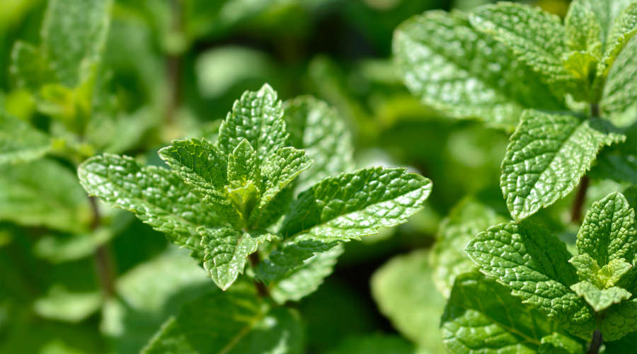 5 Surprising Benefits of Spearmint Tea and Essential Oil